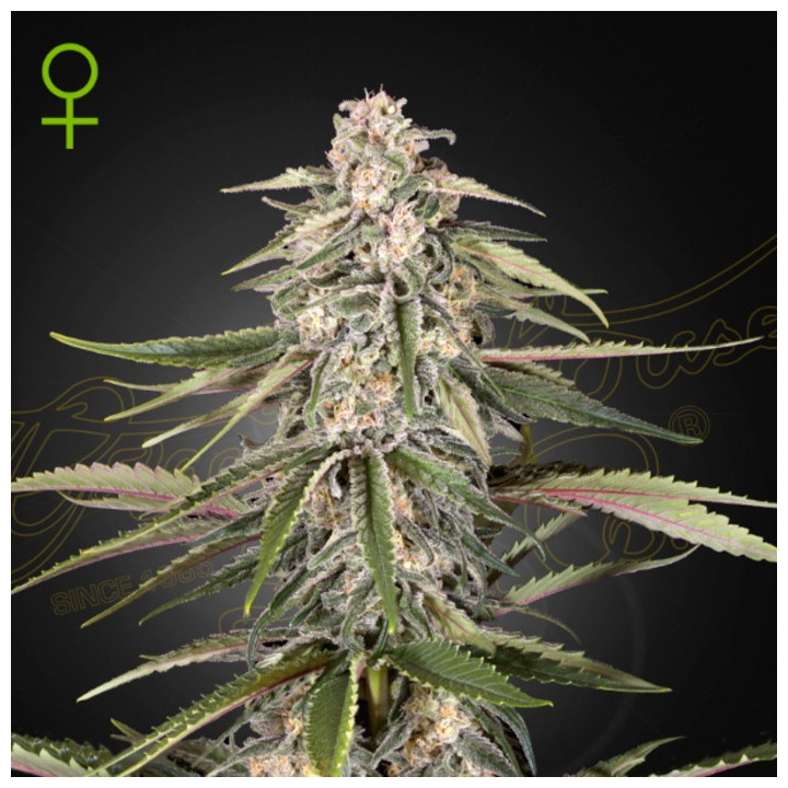 Semillas Autoflorecientes Green-O-Matic Auto de Green House