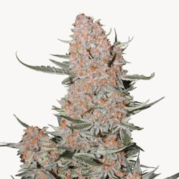 Semillas Autoflorecientes Ztrawberriez Auto de Fastbuds