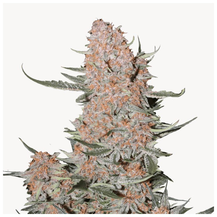 Semillas Autoflorecientes Ztrawberriez Auto de Fastbuds