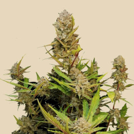 Semillas Autoflorecientes Apricot Auto de Fastbuds