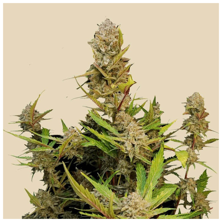 Semillas Autoflorecientes Apricot Auto de Fastbuds