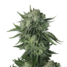 Semillas Autoflorecientes Moby Dick Auto de Fastbuds