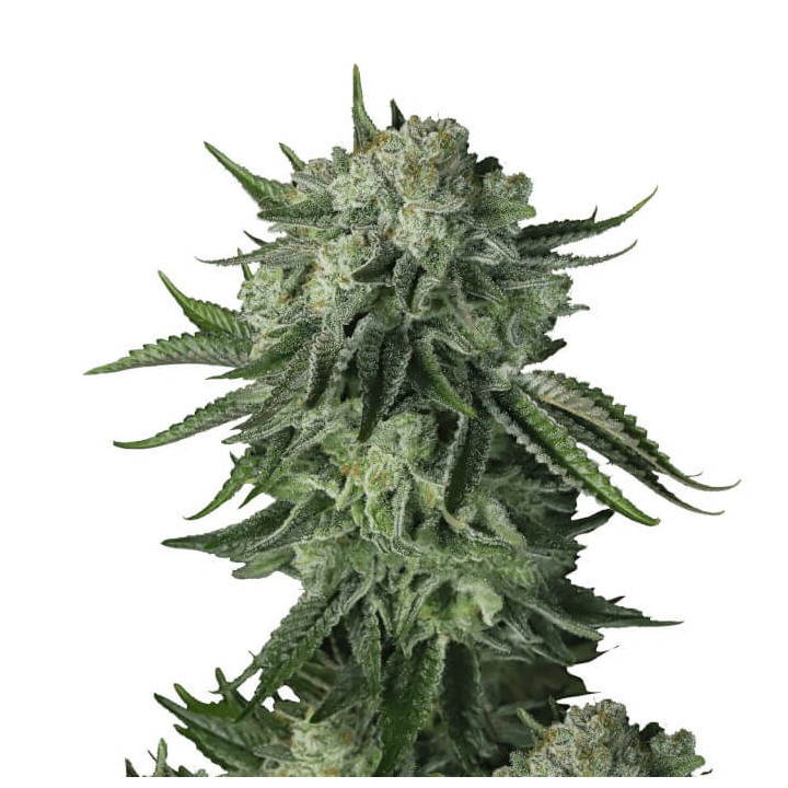 Semillas Autoflorecientes Moby Dick Auto de Fastbuds