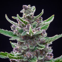 Semillas Autoflorecientes Tropicanna Cookies Auto de Fastbuds