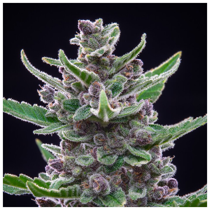 Semillas Autoflorecientes Tropicanna Cookies Auto de Fastbuds