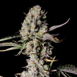 Semillas Autoflorecientes Gorilla Zkittlez Auto de Fastbuds