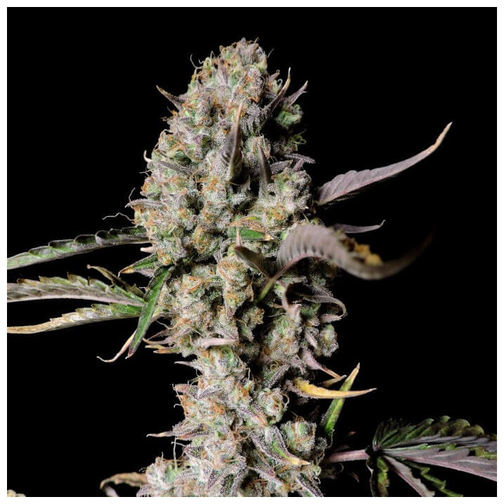 Semillas Autoflorecientes Gorilla Zkittlez Auto de Fastbuds