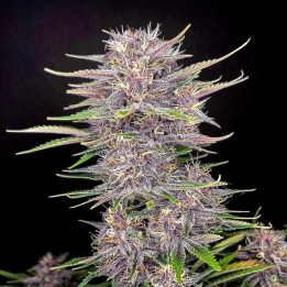 Semillas Autoflorecientes Banana Purple Punch Auto de Fastbuds
