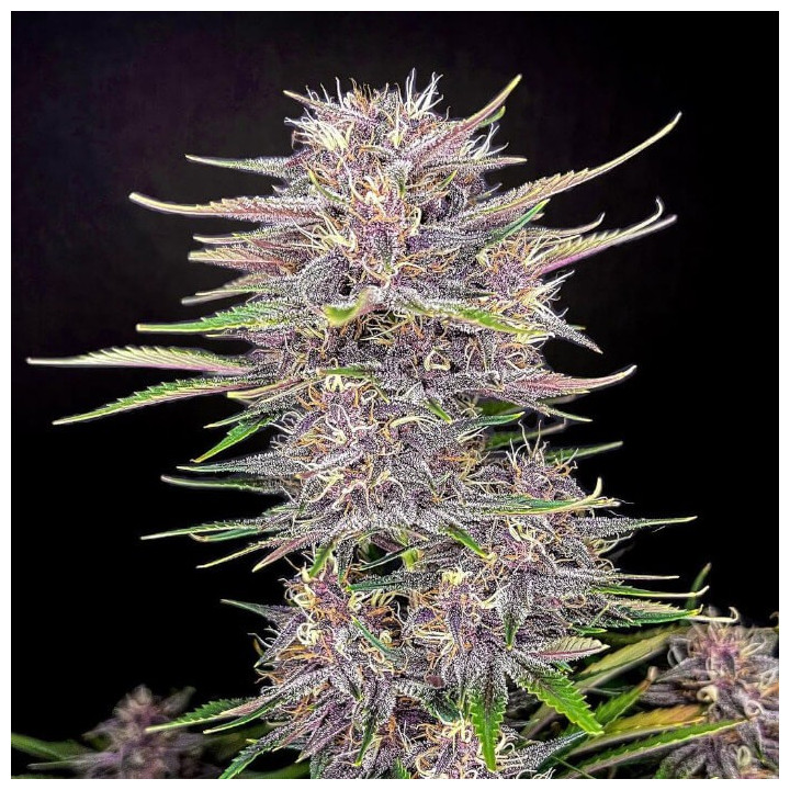 Semillas Autoflorecientes Banana Purple Punch Auto de Fastbuds