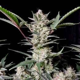 Semillas Autoflorecientes Strawberry Gorilla Auto de Fastbuds