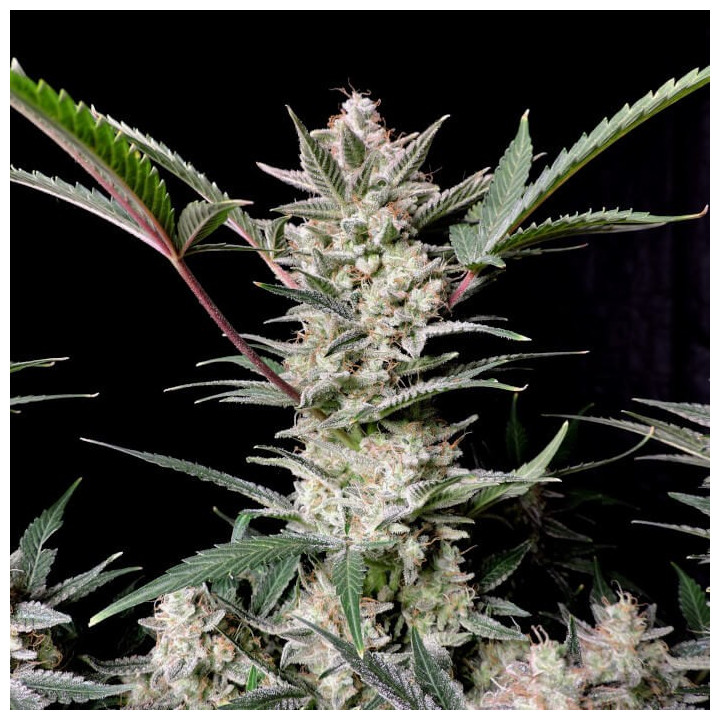 Semillas Autoflorecientes Strawberry Gorilla Auto de Fastbuds