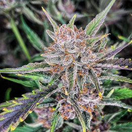 Semillas Autoflorecientes Gorilla Punch Auto de Fastbuds