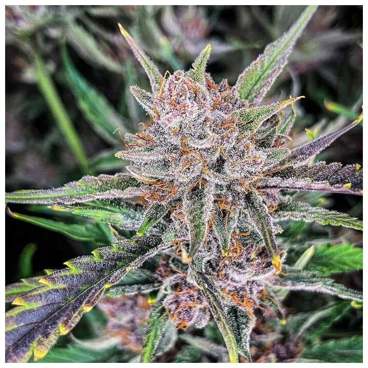 Semillas Autoflorecientes Gorilla Punch Auto de Fastbuds