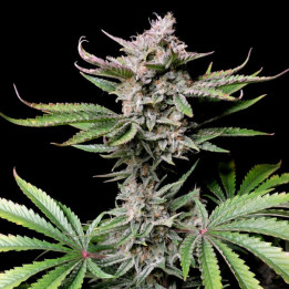 Semillas Autoflorecientes Cherry Cola Auto de Fastbuds