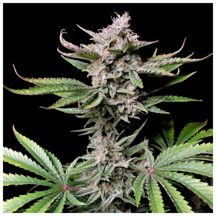 Semillas Autoflorecientes Cherry Cola Auto de Fastbuds