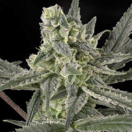 Old School (Ripper Seeds)