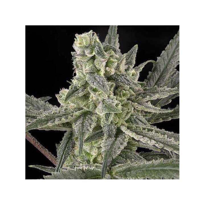 Old School (Ripper Seeds)