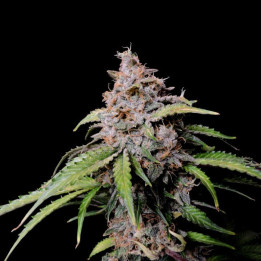 Semillas Autoflorecientes Amnesia Zkittlez Auto de Fastbuds