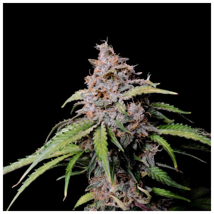 Semillas Autoflorecientes Amnesia Zkittlez Auto de Fastbuds