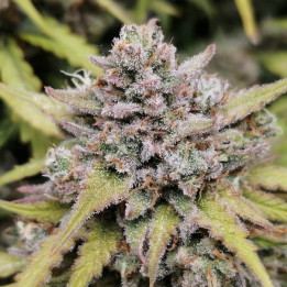 Semillas Autoflorecientes Amnesia Haze Auto de Fastbuds