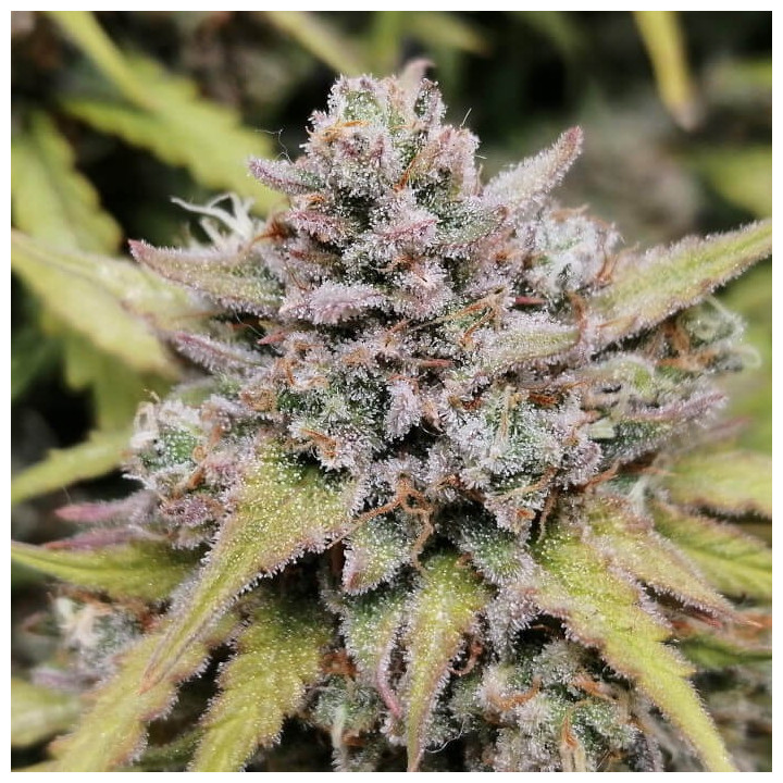 Semillas Autoflorecientes Amnesia Haze Auto de Fastbuds