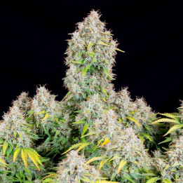 Semillas Autoflorecientes Cinderella Auto de Fastbuds