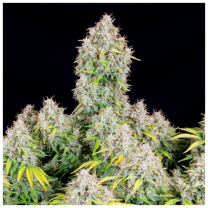 Semillas Autoflorecientes Cinderella Auto de Fastbuds