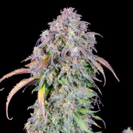 Semillas Autoflorecientes Blueberry Auto de Fastbuds