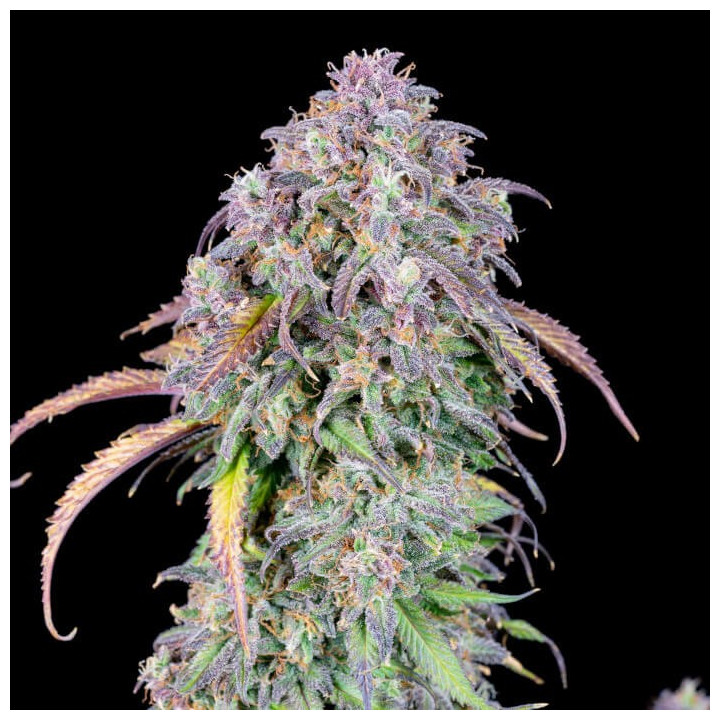 Semillas Autoflorecientes Blueberry Auto de Fastbuds