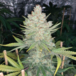 Semillas Autoflorecientes Og Kush Auto de Fastbuds