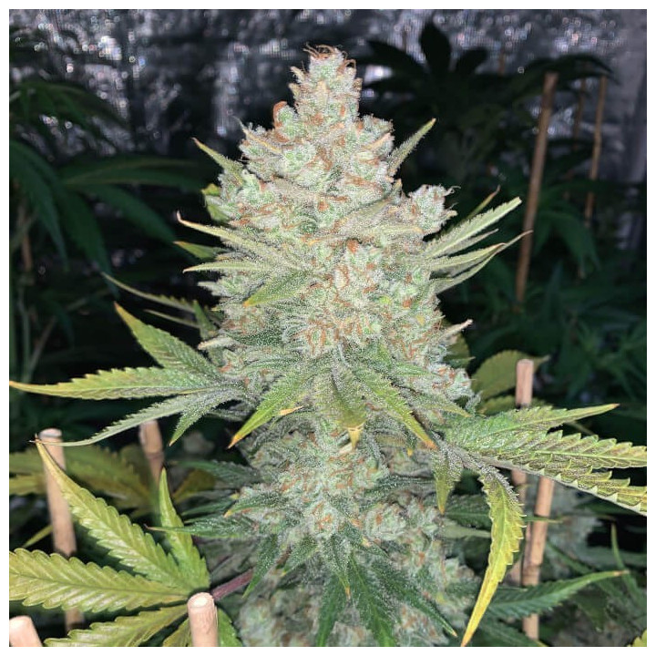 Semillas Autoflorecientes Og Kush Auto de Fastbuds