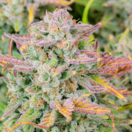 Semillas Autoflorecientes Trainwreck Auto de Fastbuds