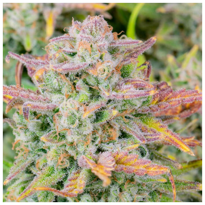 Semillas Autoflorecientes Trainwreck Auto de Fastbuds