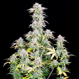 Semillas Autoflorecientes Big Bud Auto de Fastbuds