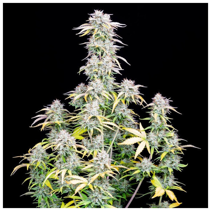 Semillas Autoflorecientes Big Bud Auto de Fastbuds