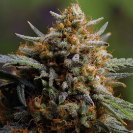 Semillas Autoflorecientes Northern Lights Auto de Fastbuds