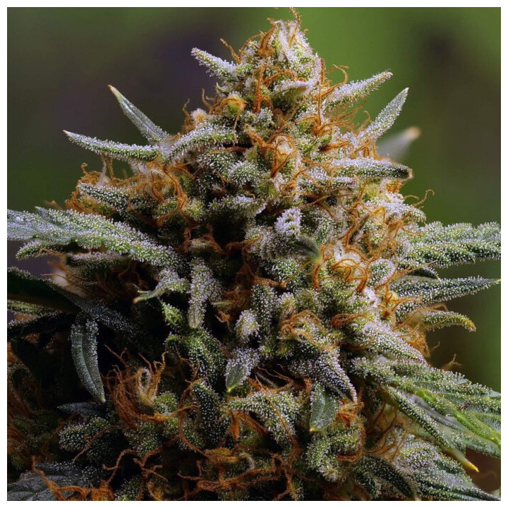 Semillas Autoflorecientes Northern Lights Auto de Fastbuds