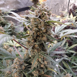 Semillas Autoflorecientes BubbleGum Auto de Fastbuds