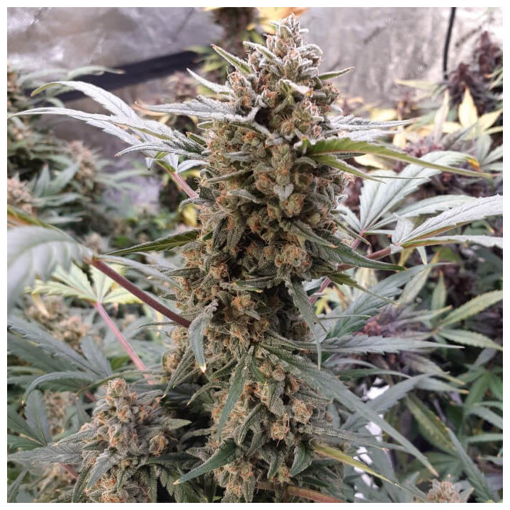 Semillas Autoflorecientes BubbleGum Auto de Fastbuds