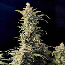 Semillas Autoflorecientes AK Auto de Fastbuds