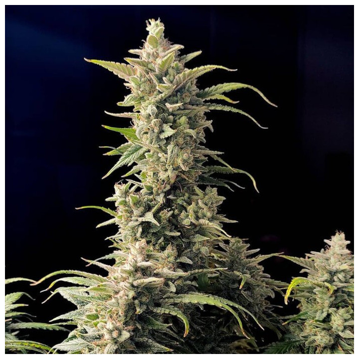 Semillas Autoflorecientes AK Auto de Fastbuds