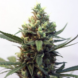 Toxic (Ripper Seeds)