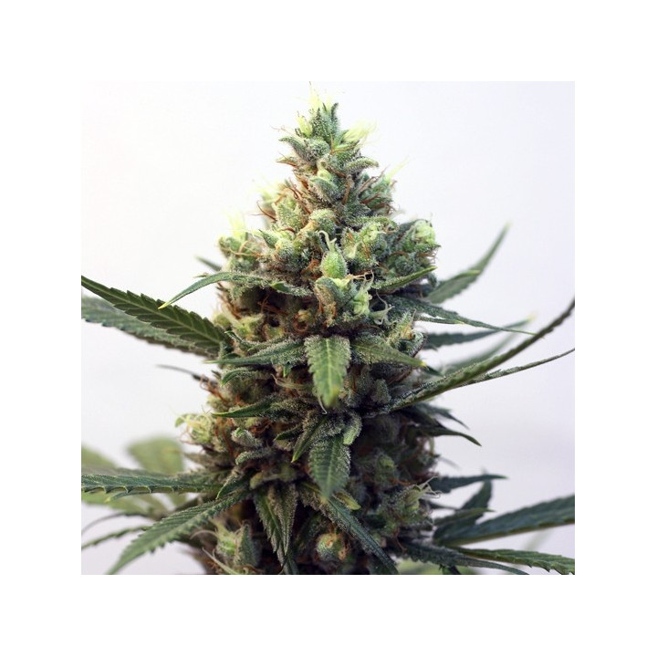 Toxic (Ripper Seeds)