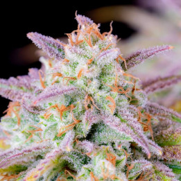 Semillas Autoflorecientes Afghan Kush Auto de Fastbuds