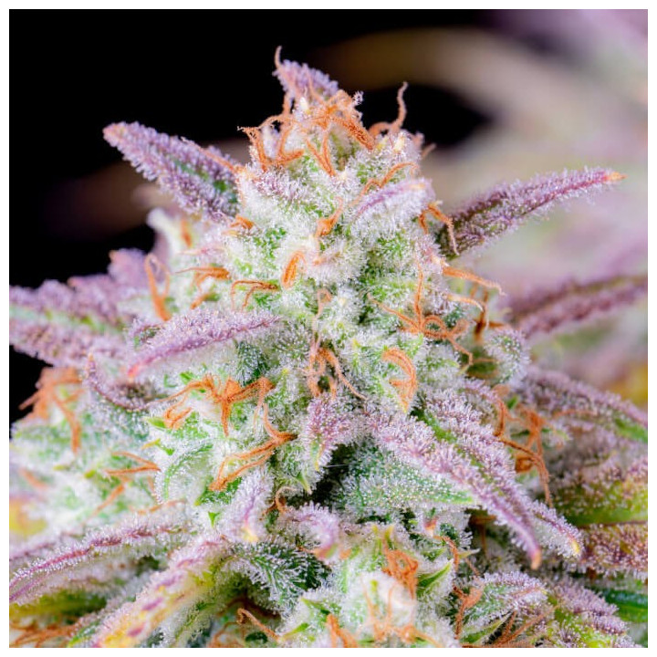 Semillas Autoflorecientes Afghan Kush Auto de Fastbuds