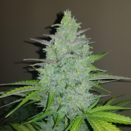 Semillas Autoflorecientes Cheese Auto de Fastbuds