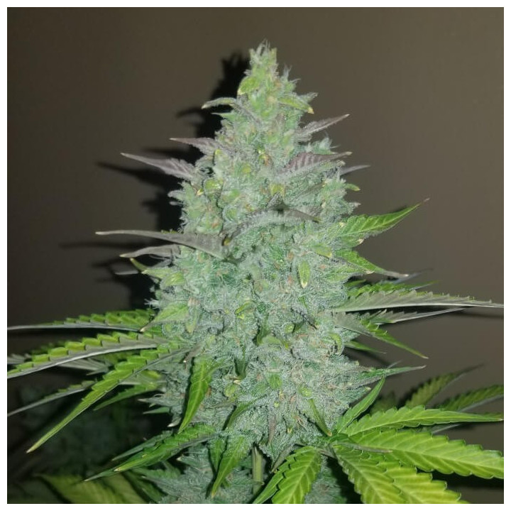 Semillas Autoflorecientes Cheese Auto de Fastbuds