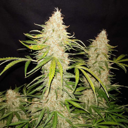 Semillas Autoflorecientes Jack Herer Auto de Fastbuds