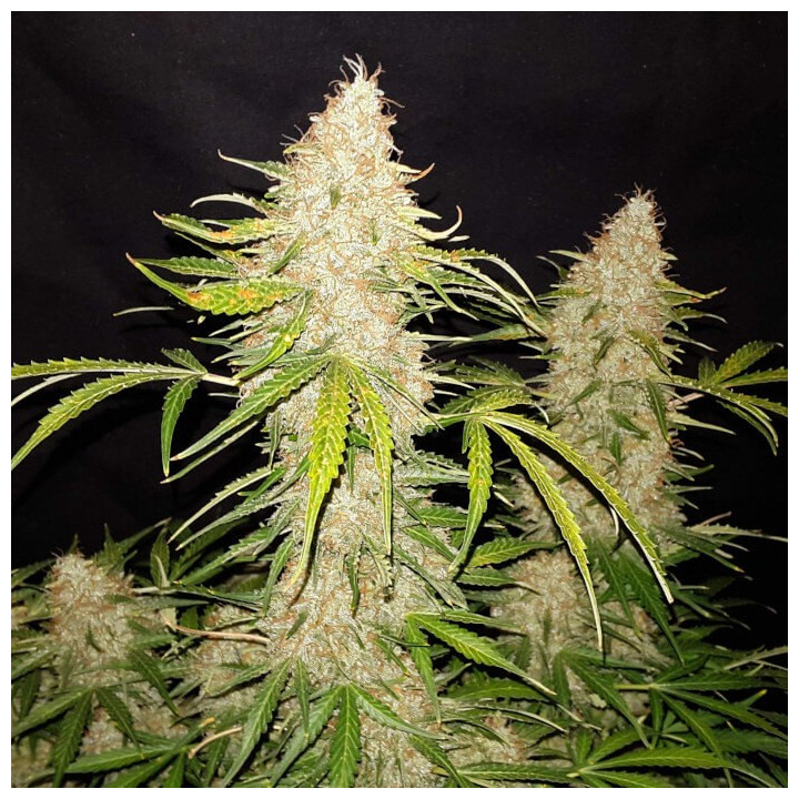 Semillas Autoflorecientes Jack Herer Auto de Fastbuds