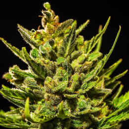 Semillas Autoflorecientes White Widow Auto de Fastbuds